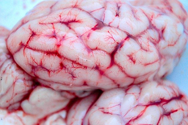 The healing potential of the brain’s most interconnected nerve intrigues researc